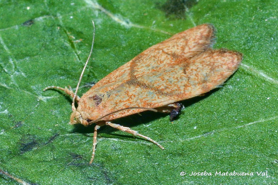 Eteroceri del mese di aprile, dal confino